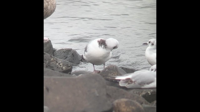 Mouette tridactyle - ML610756478