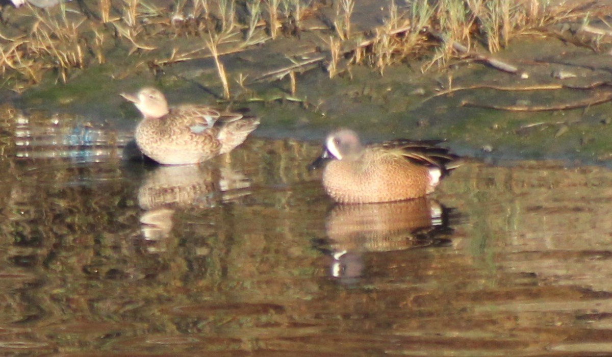 Blue-winged Teal - ML610756606