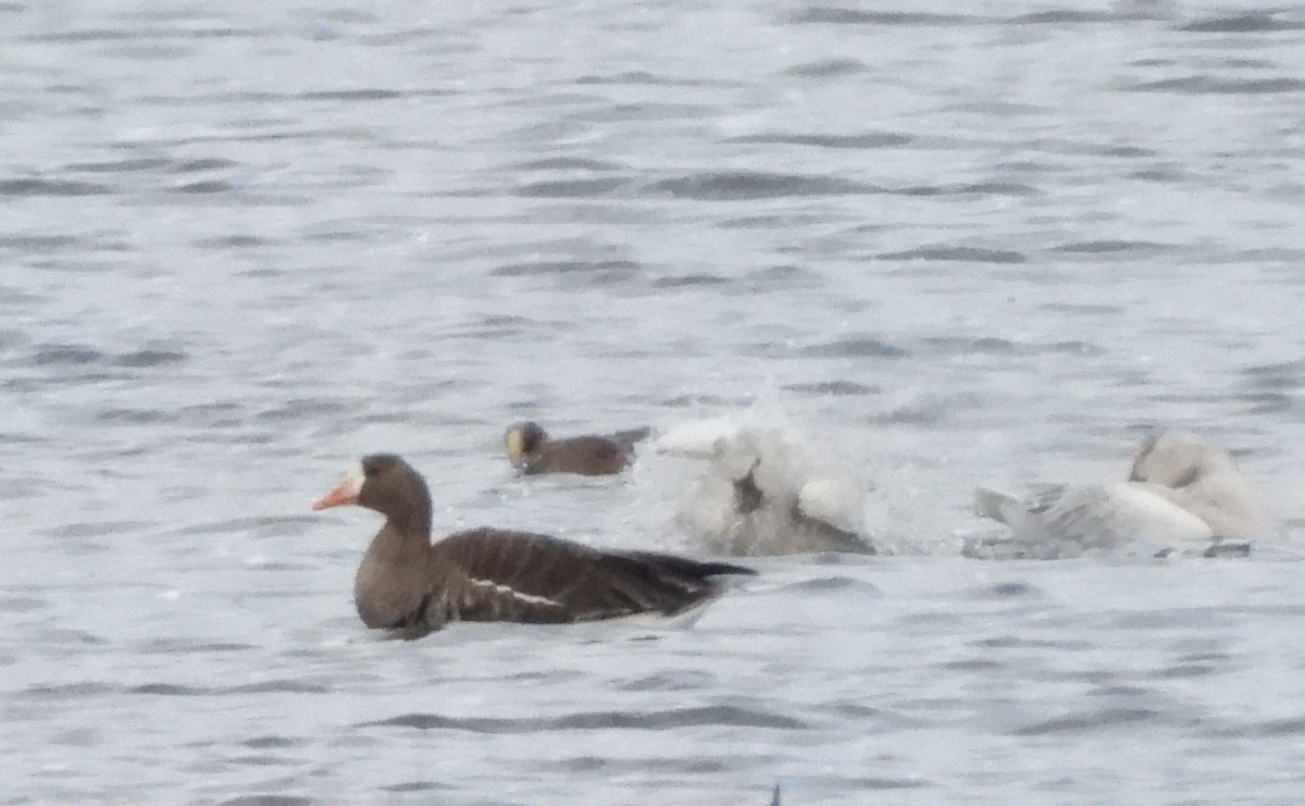 Greater White-fronted Goose - ML610756607