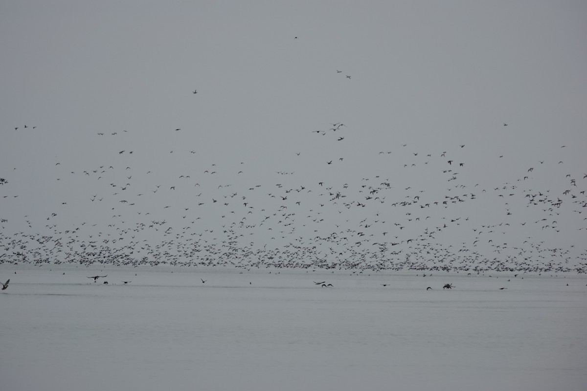 Ebird Checklist Nov Long Point Bluff Bar Species Other Taxa