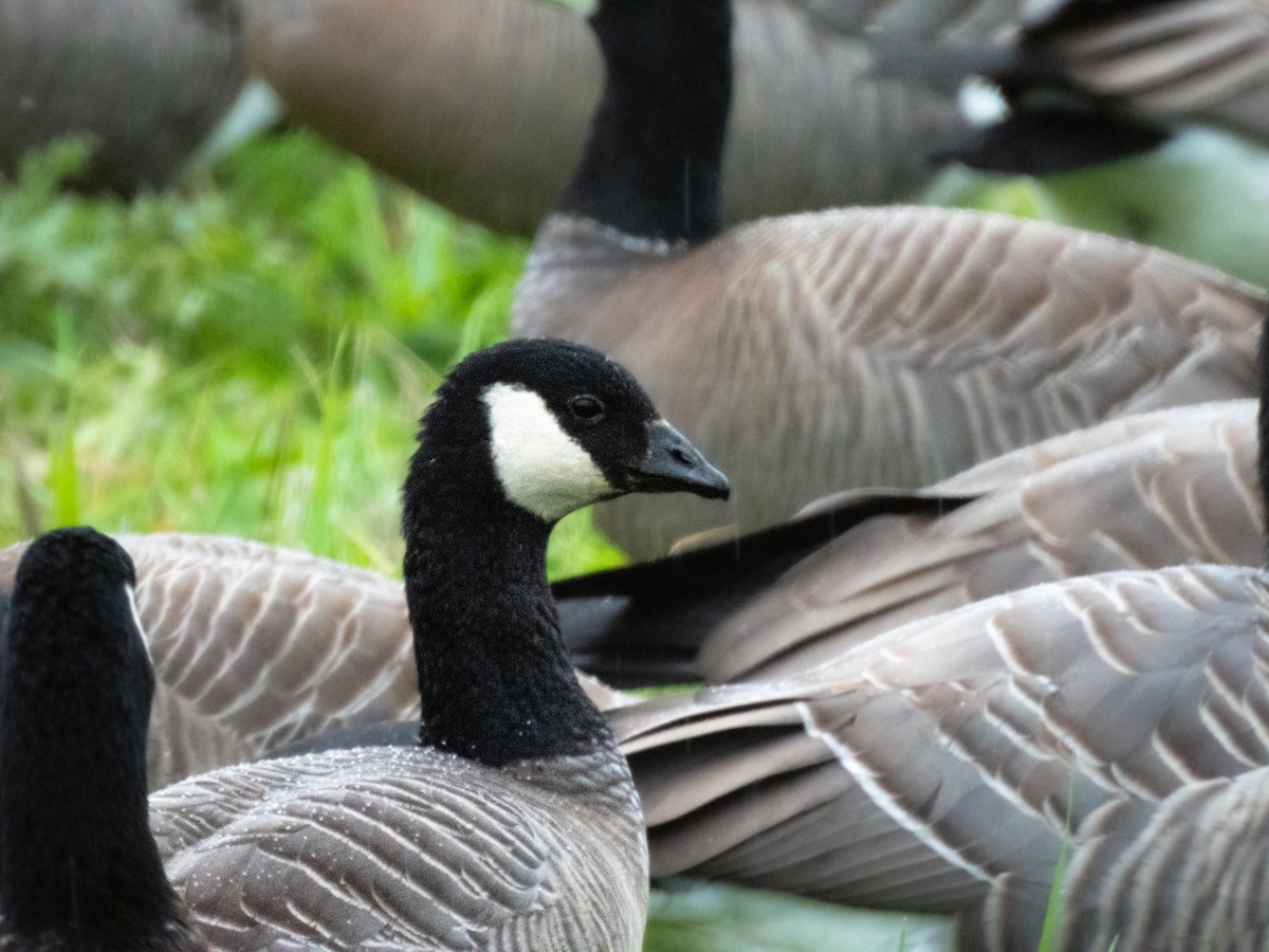 Cackling Goose - John Beshears