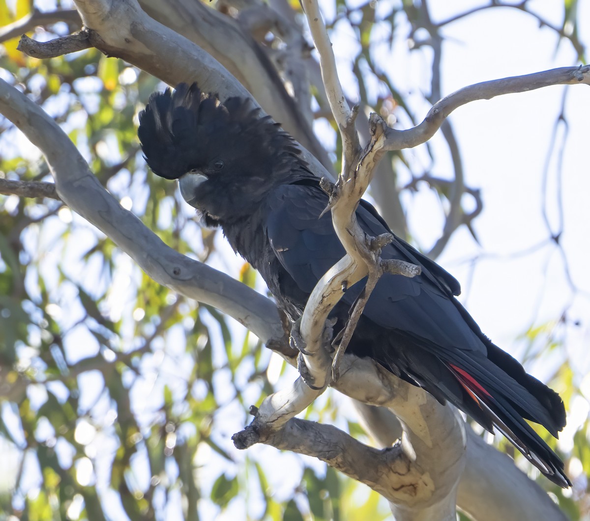 Red-tailed Black-Cockatoo - ML610757580