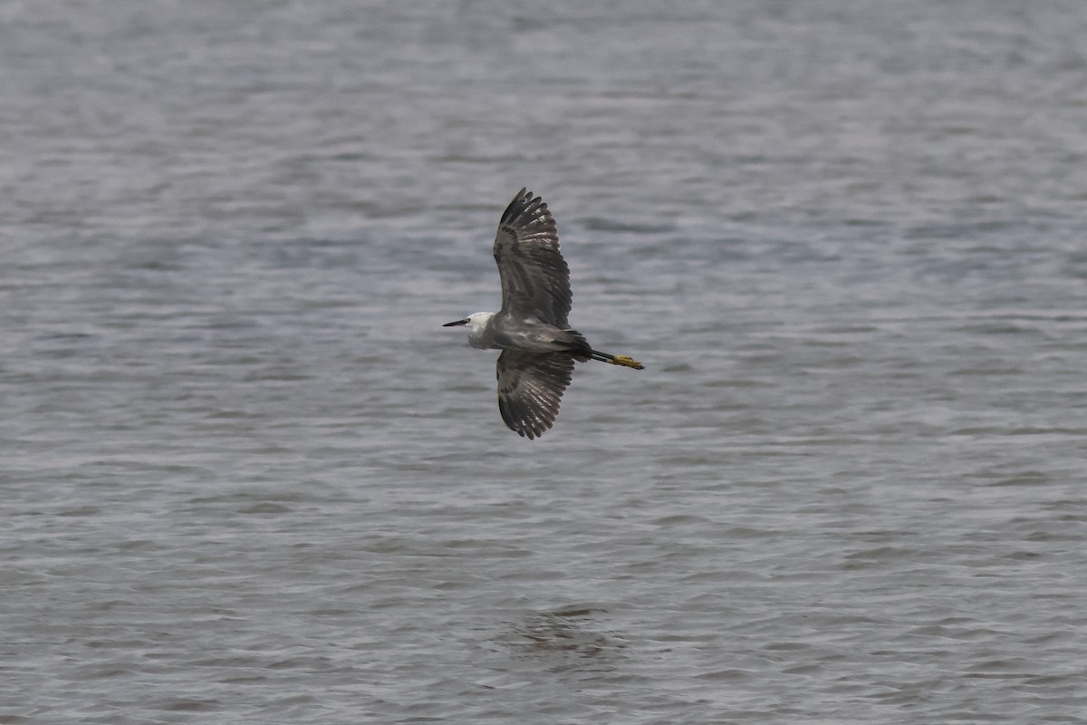 ebird-checklist-15-oct-2023-jg1-1-18-species