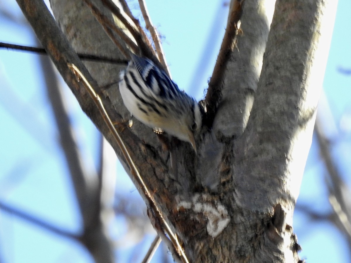 Black-and-white Warbler - ML610758355