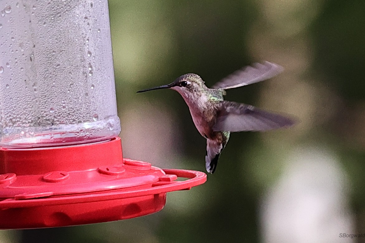 Black-chinned Hummingbird - Steve Borgwald