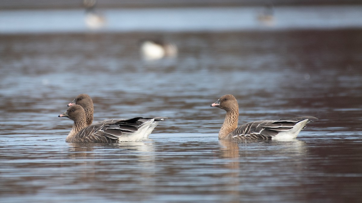 Pink-footed Goose - ML610758635