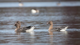 Pink-footed Goose, ML610758635