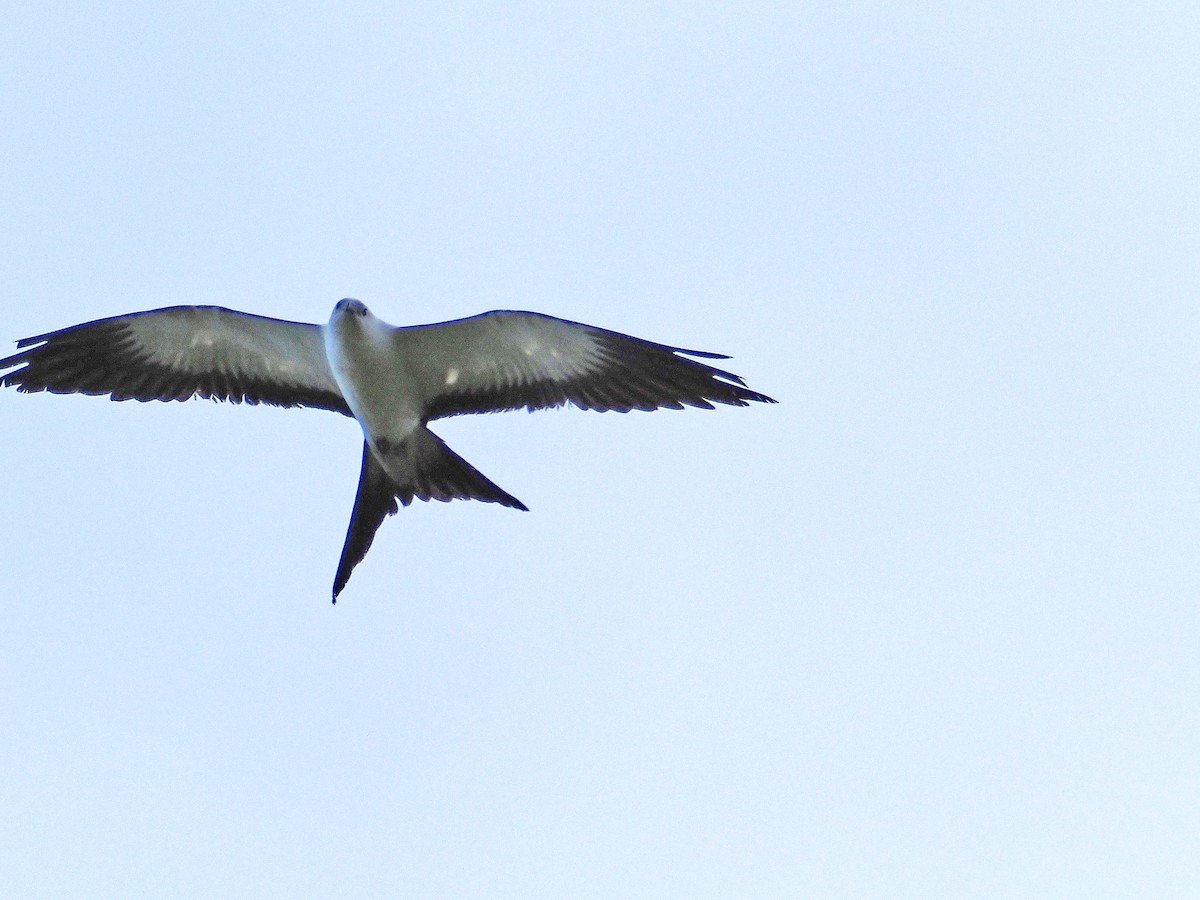 Swallow-tailed Kite - ML610759388