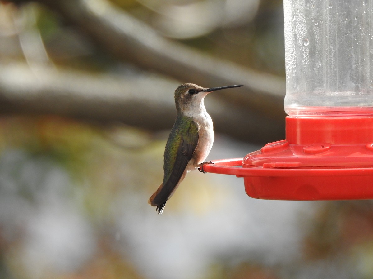 Black-chinned Hummingbird - ML610759447