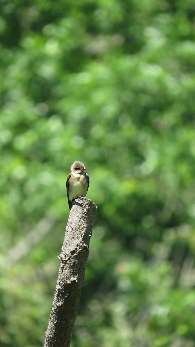 Southern Rough-winged Swallow - ML610760475