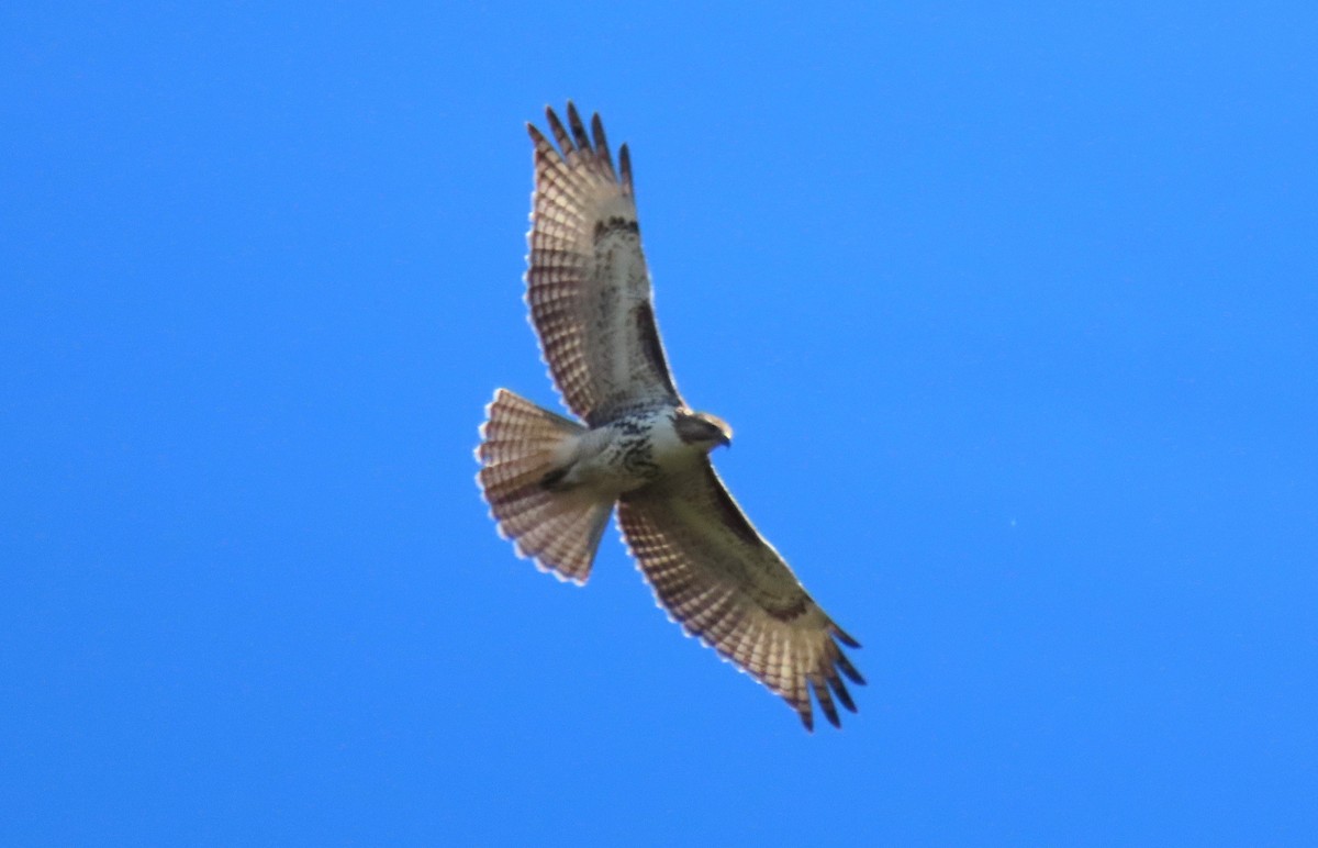 Red-tailed Hawk - ML610760510