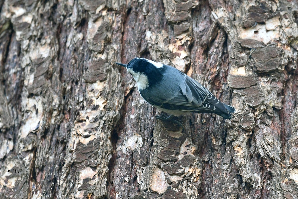 White-breasted Nuthatch - ML610760520
