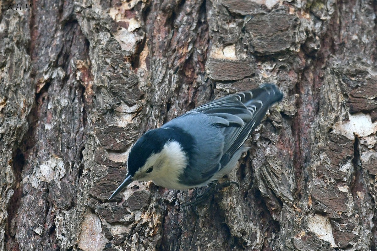 White-breasted Nuthatch - ML610760521