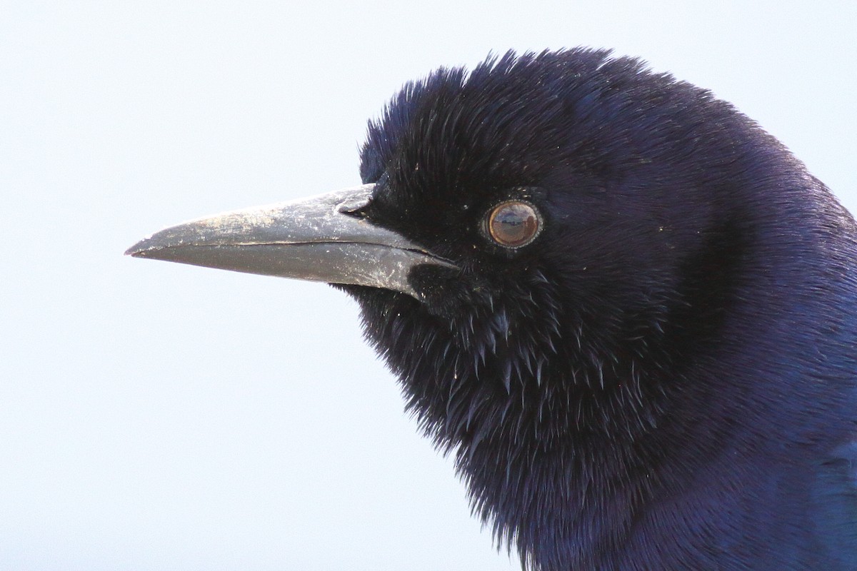 Boat-tailed Grackle - ML610760657