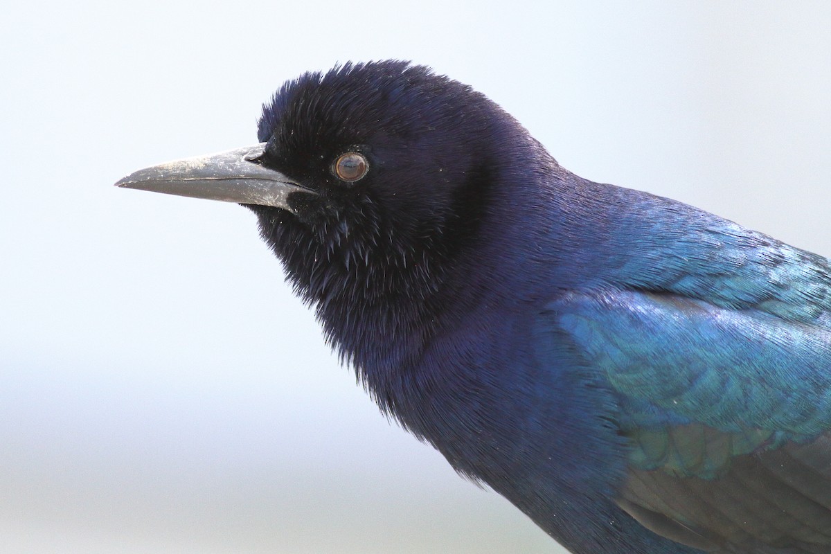 Boat-tailed Grackle - ML610760662