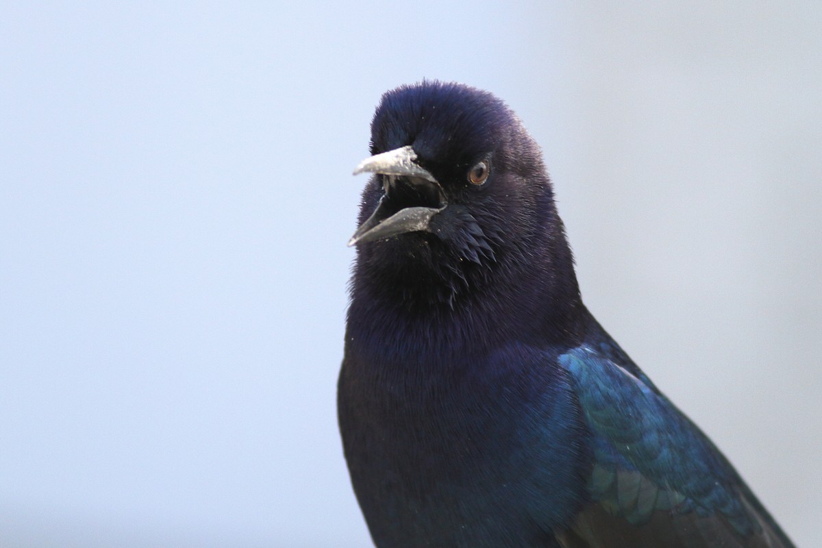 Boat-tailed Grackle - ML610760676