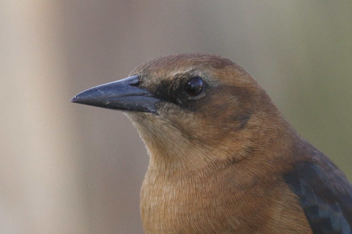 Boat-tailed Grackle - ML610760678