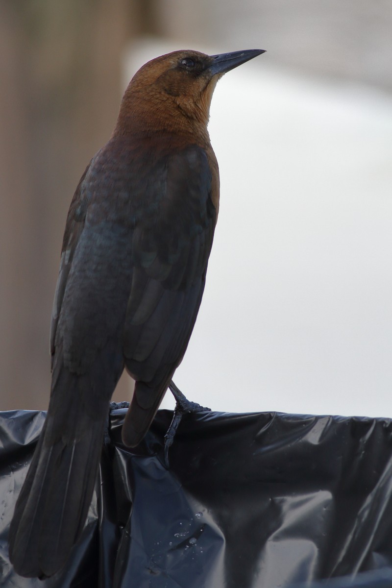 Boat-tailed Grackle - ML610760692