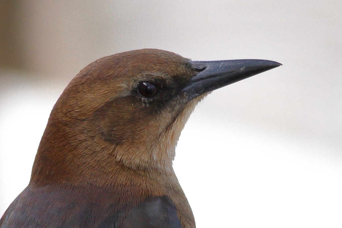 Boat-tailed Grackle - ML610760694