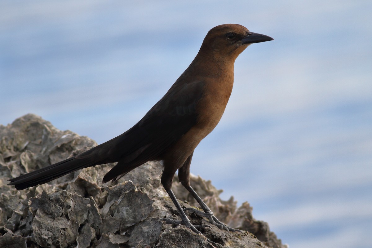 Boat-tailed Grackle - ML610760799