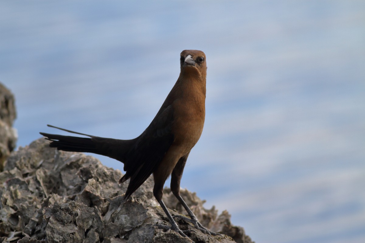 Boat-tailed Grackle - ML610760800