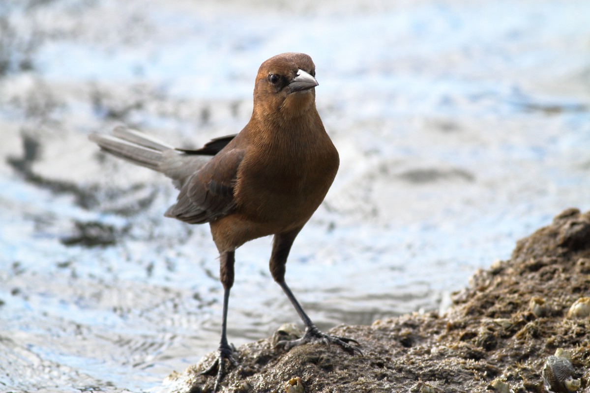 Boat-tailed Grackle - ML610760817