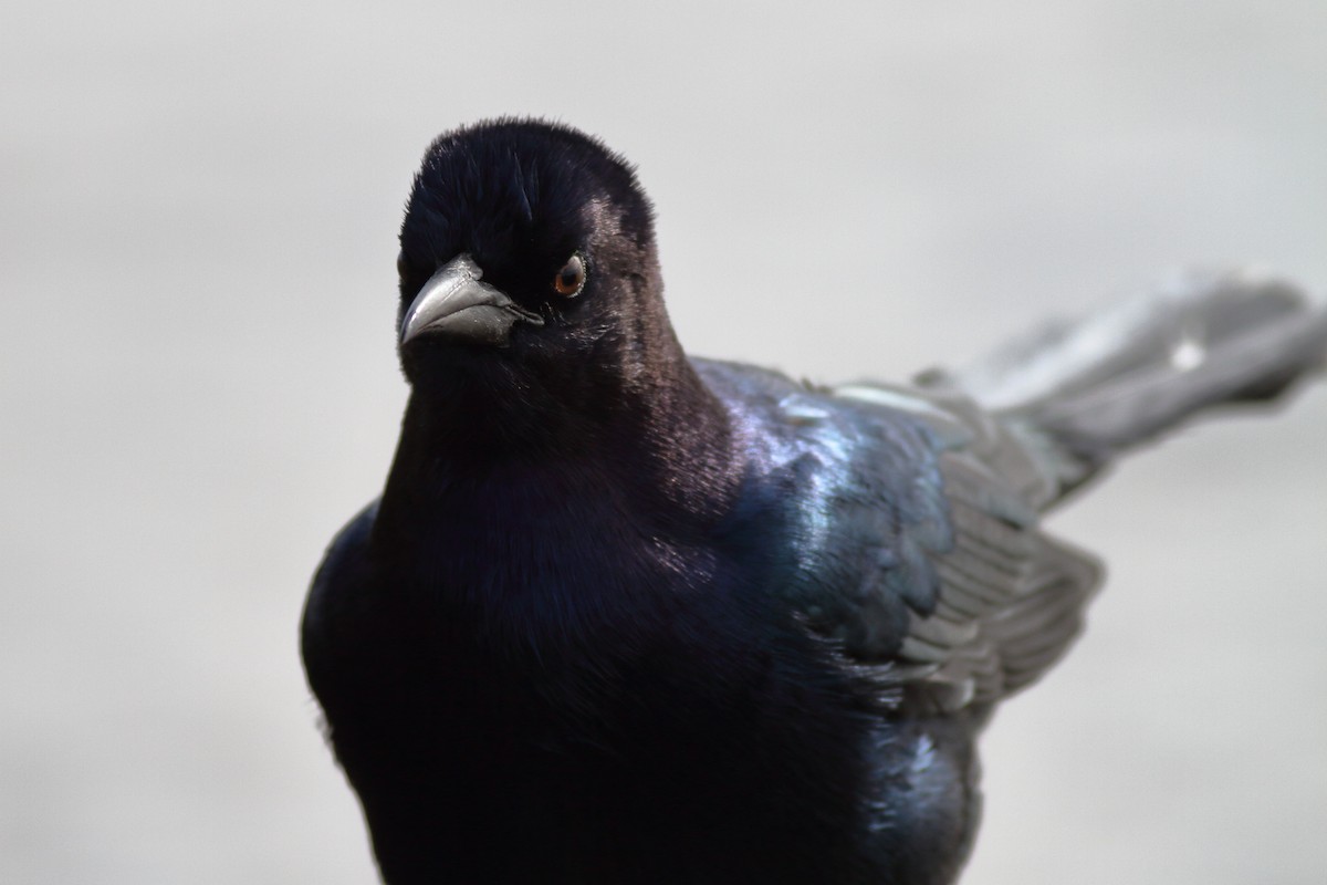 Boat-tailed Grackle - ML610760839