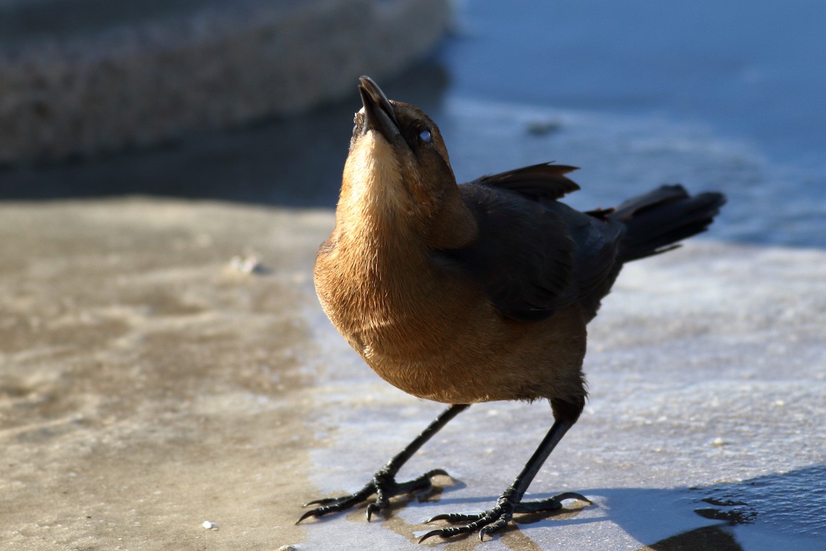 Boat-tailed Grackle - ML610760913