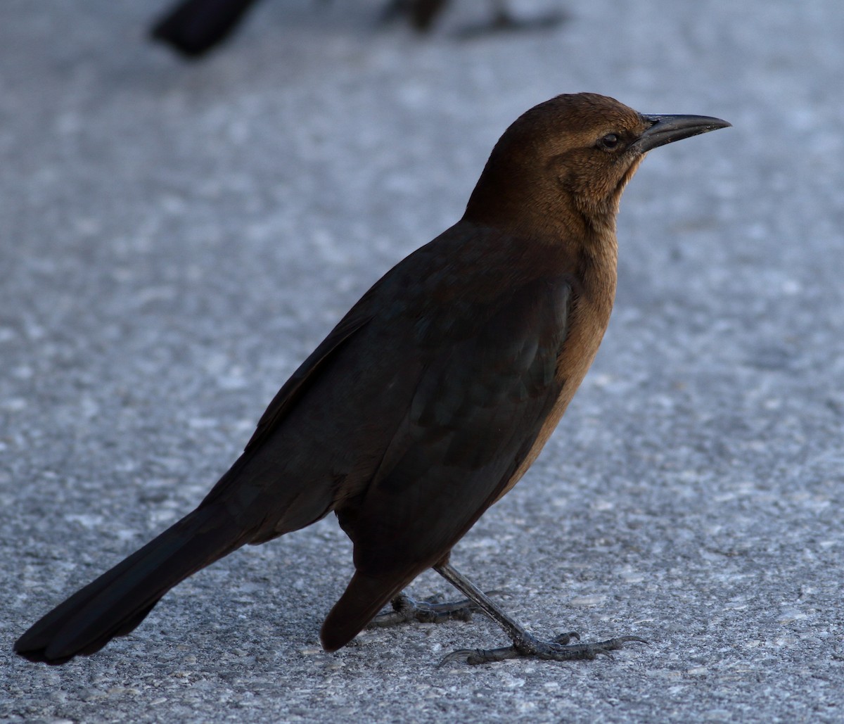Boat-tailed Grackle - ML610760918