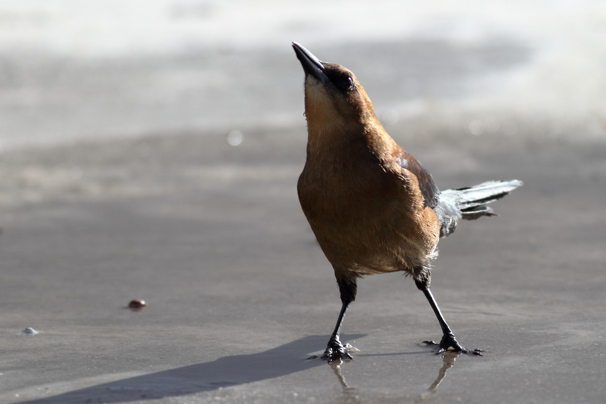Boat-tailed Grackle - ML610760925