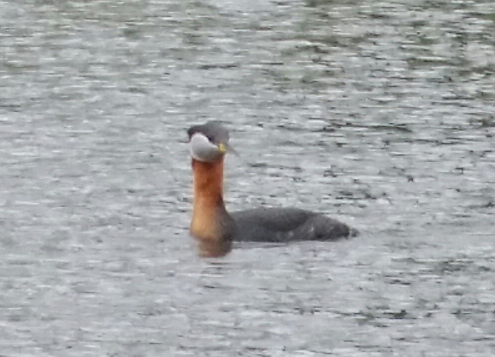 Red-necked Grebe - ML610760955