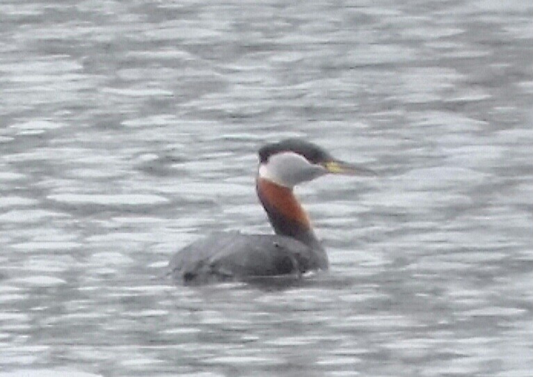 Red-necked Grebe - ML610760956