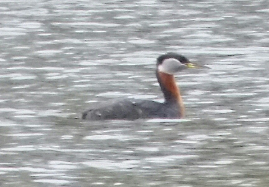 Red-necked Grebe - ML610760957