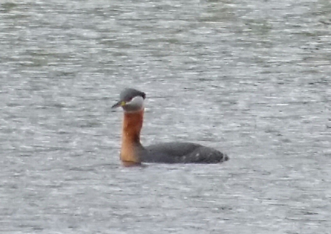 Red-necked Grebe - ML610760982