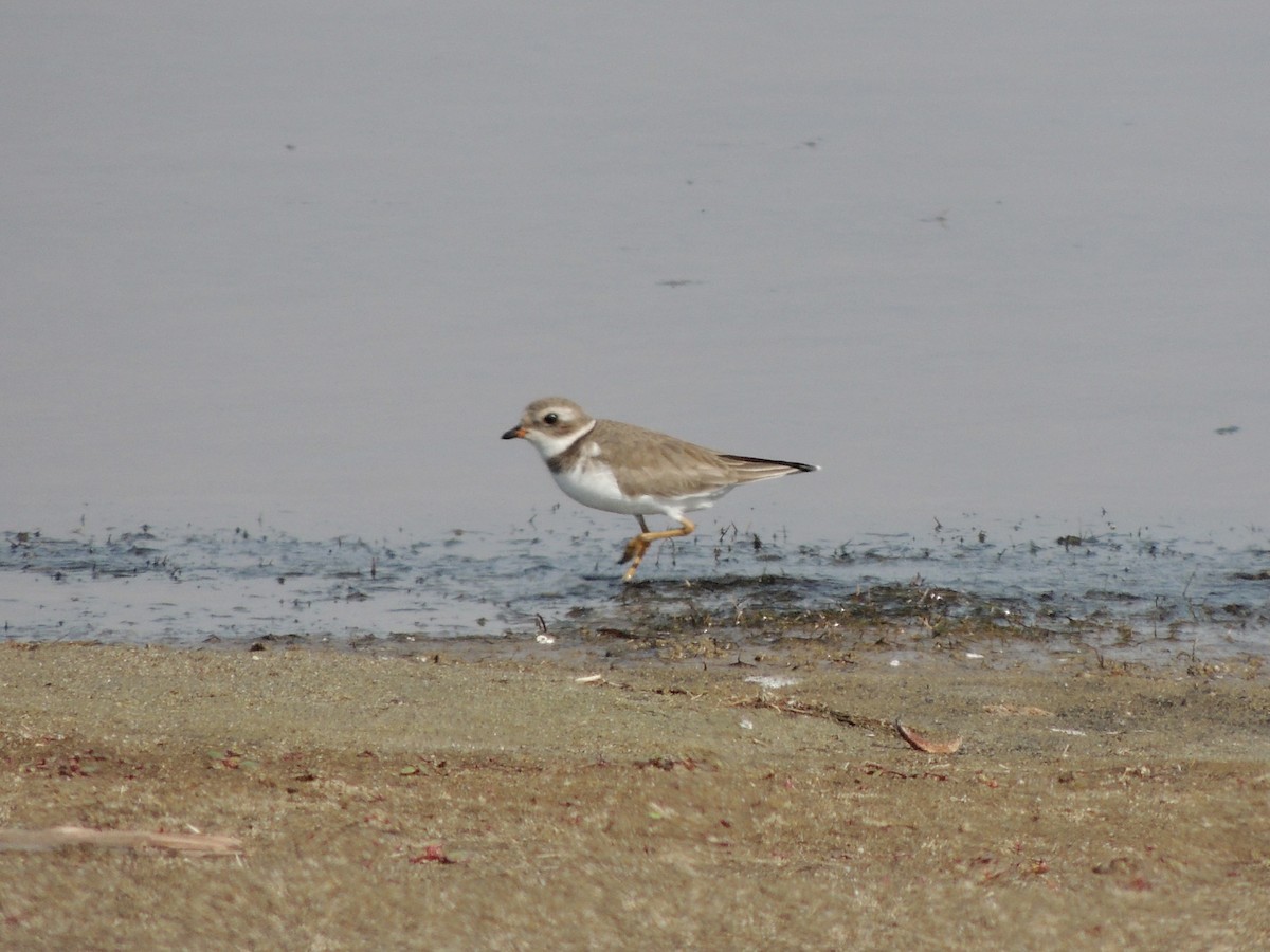 Semipalmated Plover - ML610761486