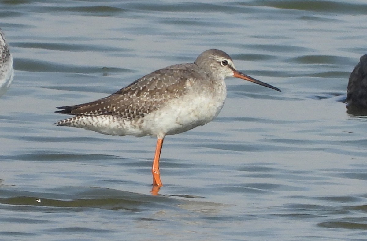 Spotted Redshank - ML610761861