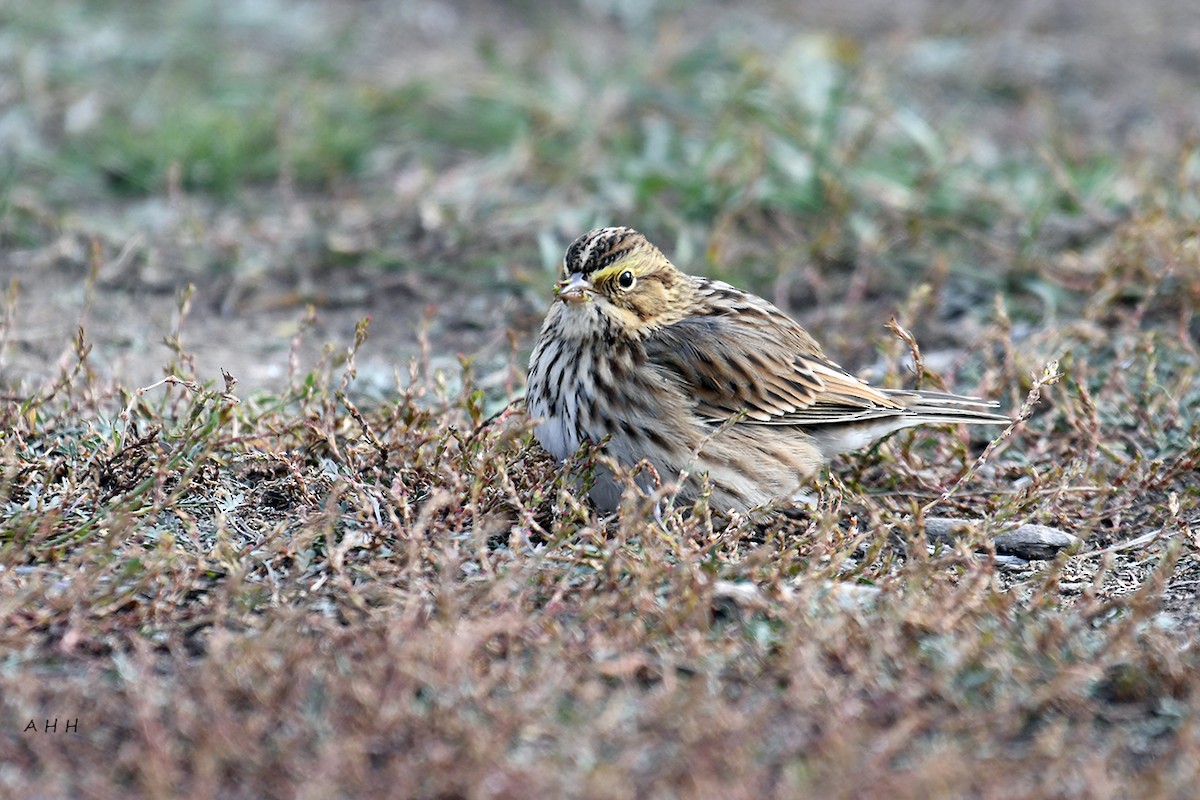Savannah Sparrow - ML610761881