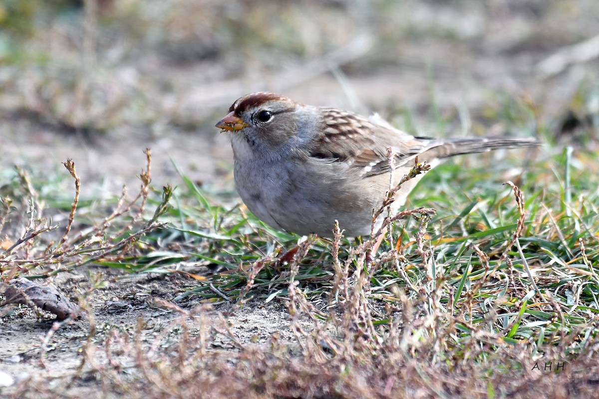 White-crowned Sparrow - ML610761887
