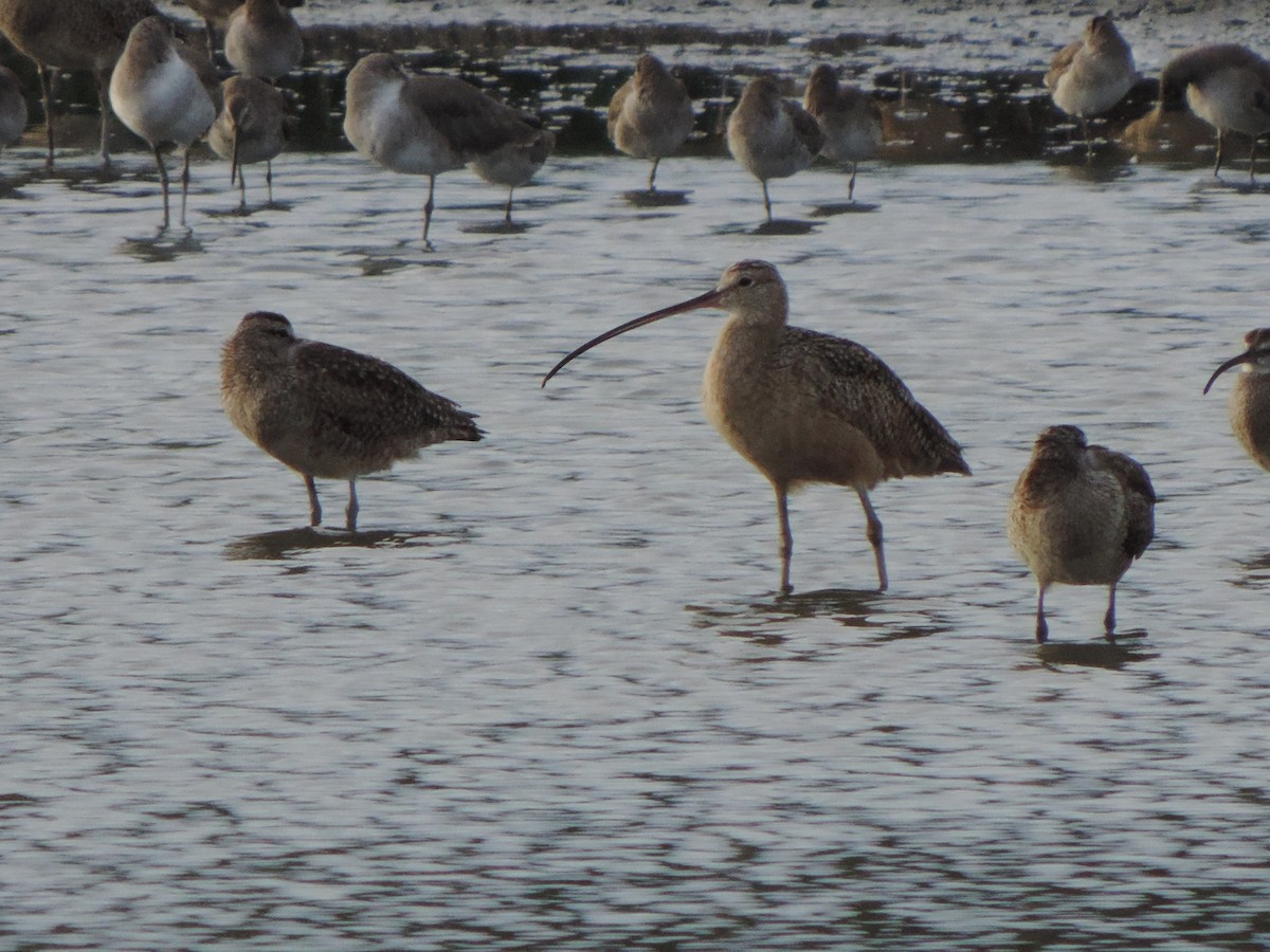 Long-billed Curlew - ML610762795