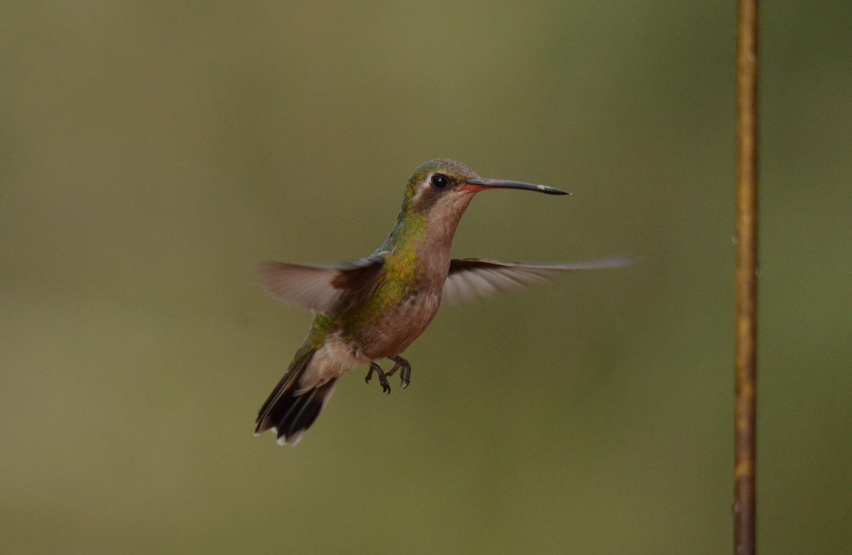 Broad-billed Hummingbird - ML610762849