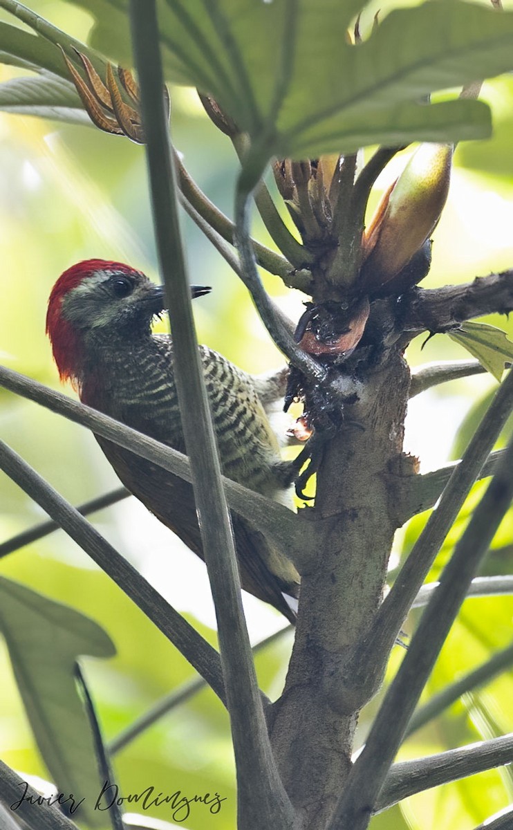 Yellow-vented Woodpecker - ML610763059