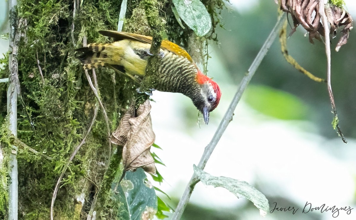 Yellow-vented Woodpecker - ML610763060