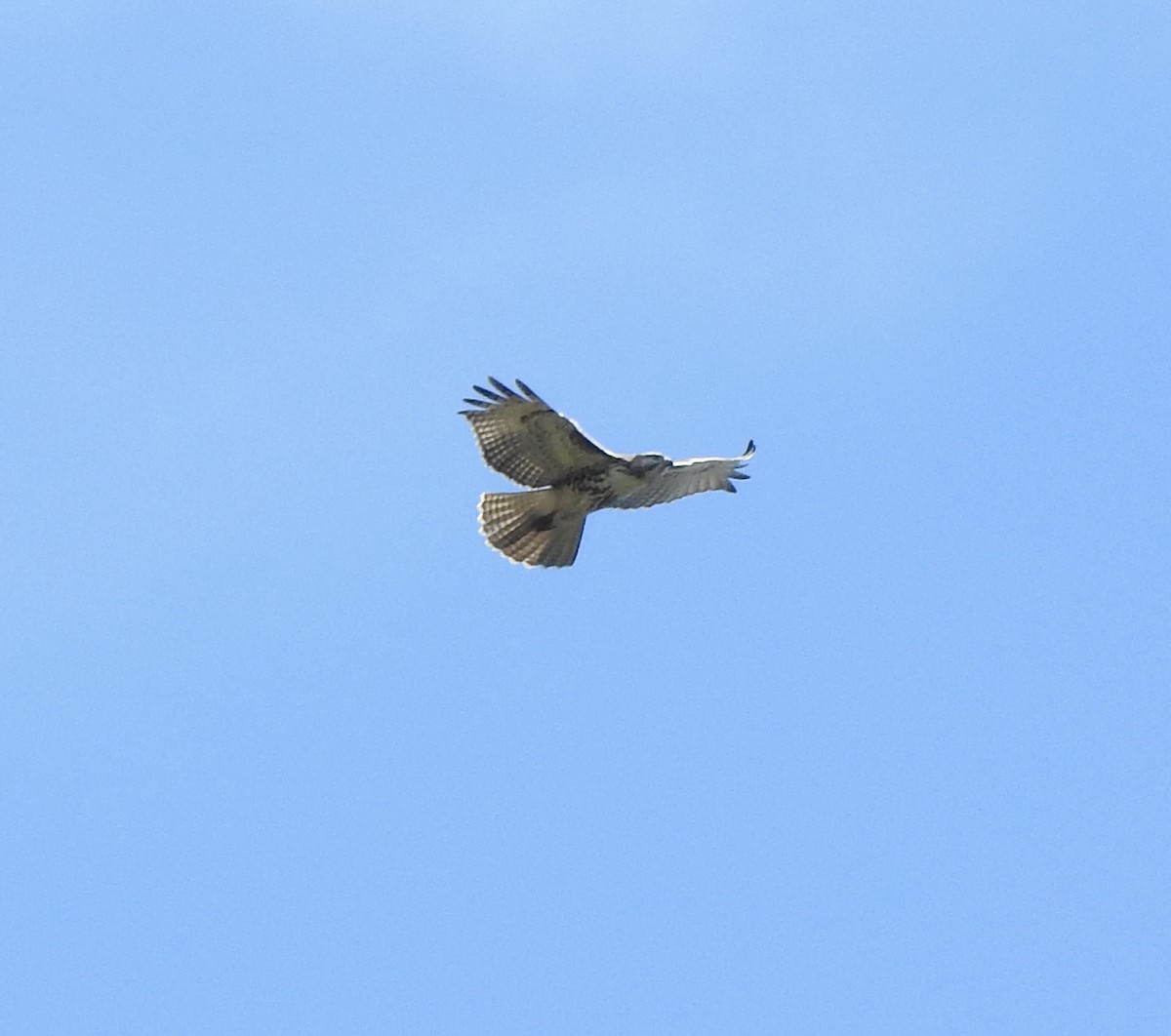 Red-tailed Hawk - Malia DeFelice