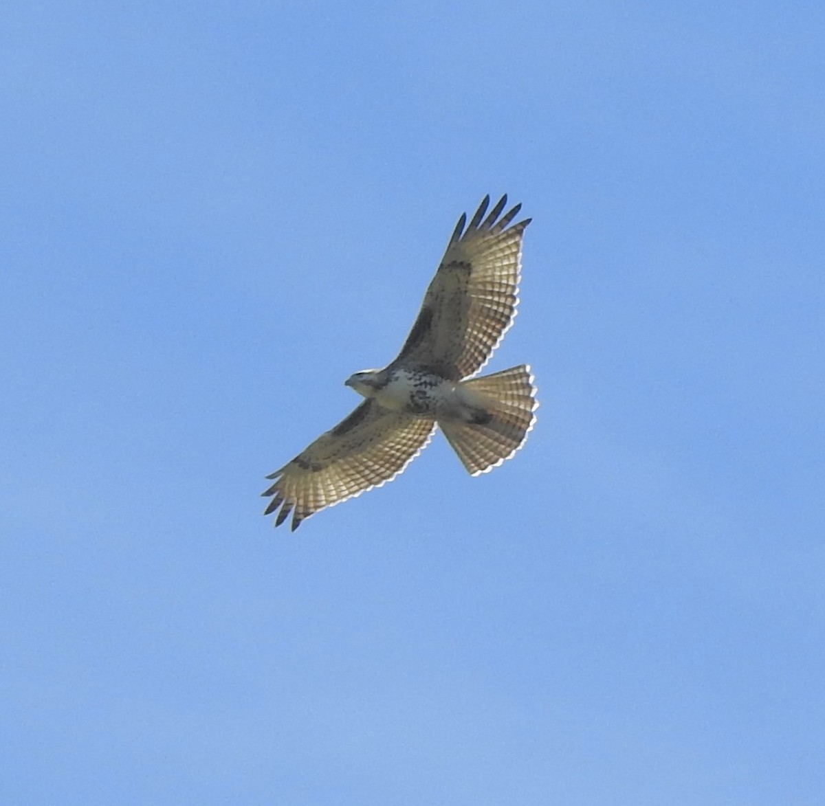 Red-tailed Hawk - ML610763277