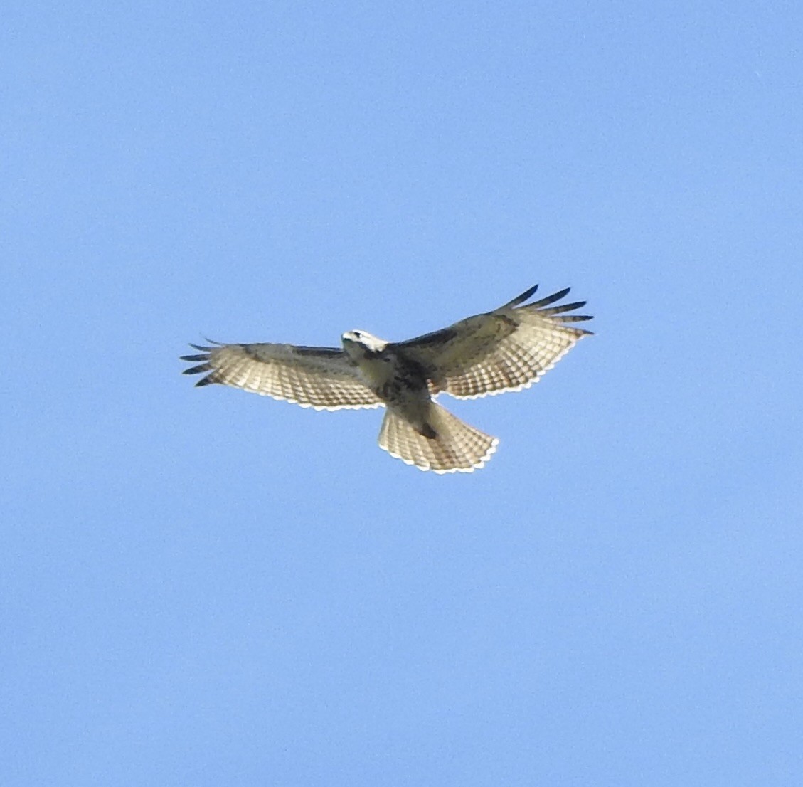 Red-tailed Hawk - ML610763278