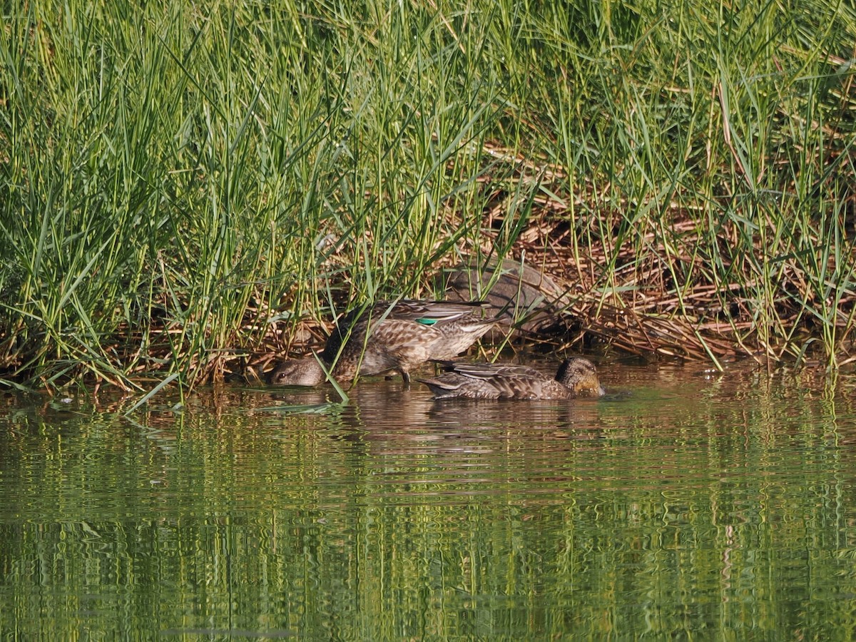 Green-winged Teal - ML610763459