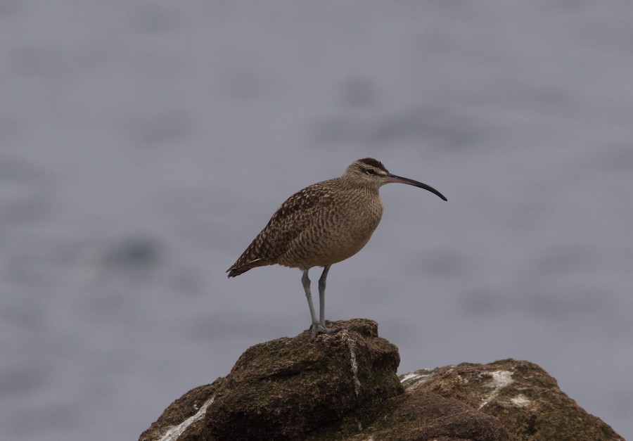 Whimbrel