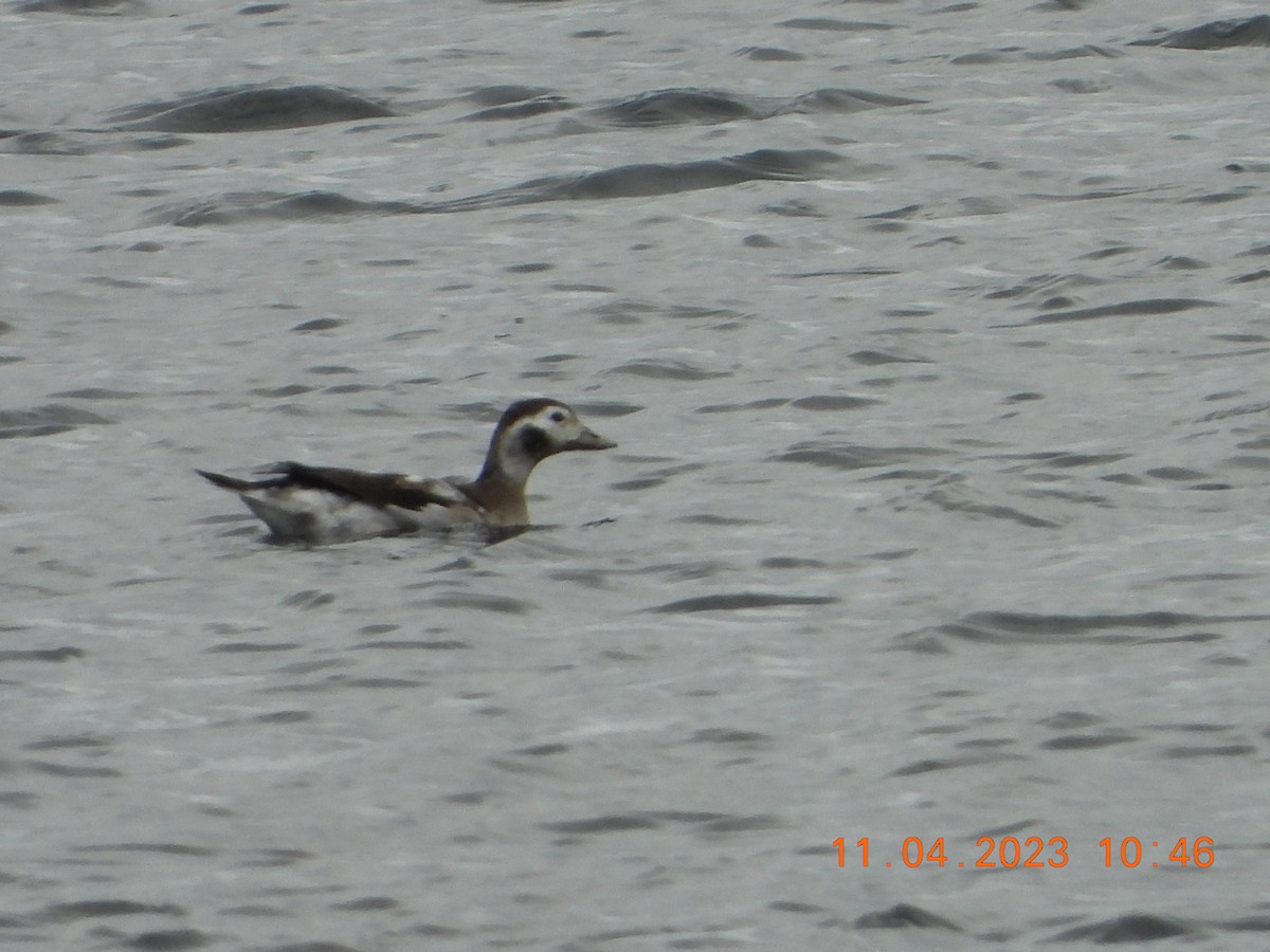 Long-tailed Duck - ML610763696