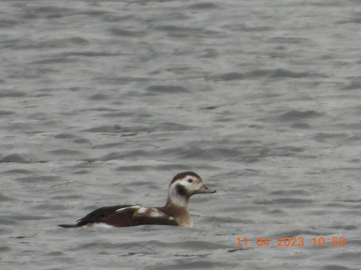Long-tailed Duck - ML610763744