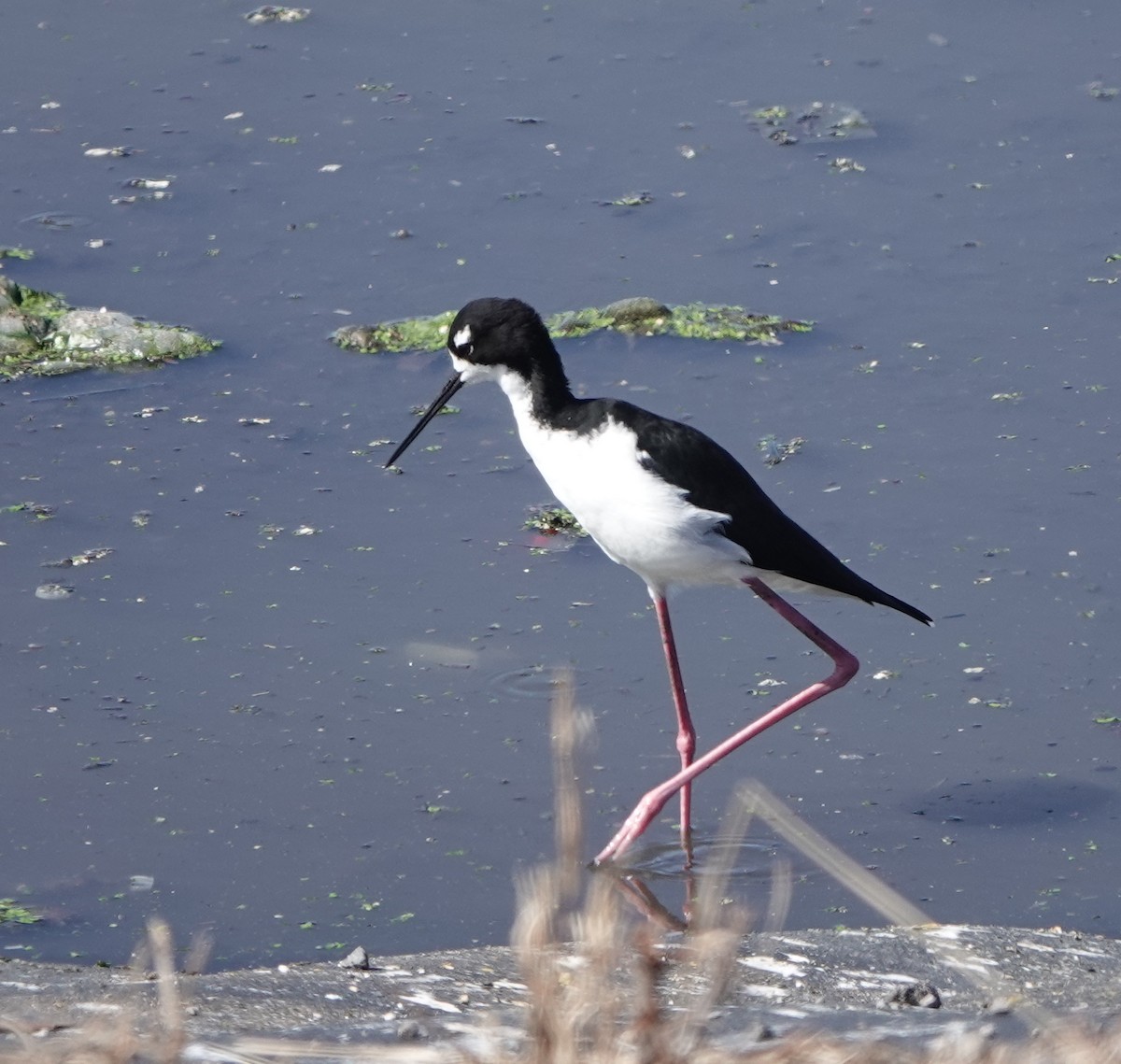 eBird Checklist - 4 Nov 2023 - Kealakehe Wastewater Treatment Plant ...